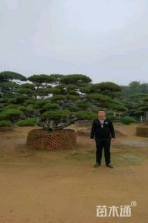 高度600厘米古松