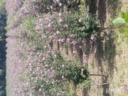高度280厘米玫瑰木槿