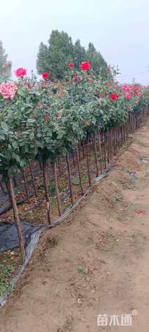 高度80厘米棒棒糖月季