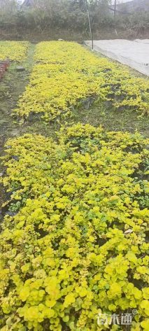 高度10厘米过路黄