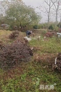 冠幅80厘米红花继木球