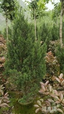 高度180厘米塔柏