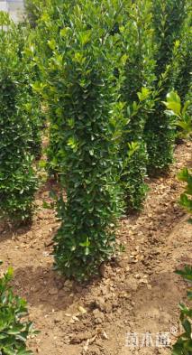 高度180厘米大叶黄杨柱