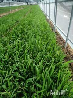 高度20厘米鸢尾