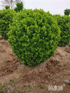 冠幅120厘米大叶黄杨球