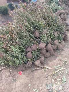 高度80厘米卫矛