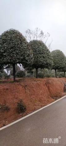 15公分红叶石楠