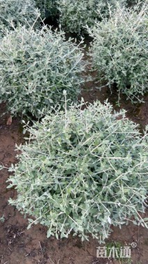 高度50厘米水果兰球