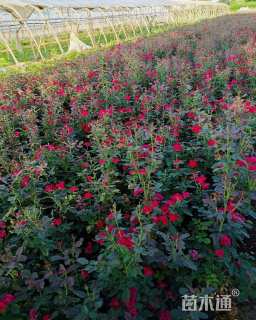 高度40厘米红帽月季