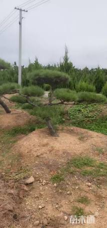 10公分造型黑松