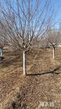 10公分染井吉野樱