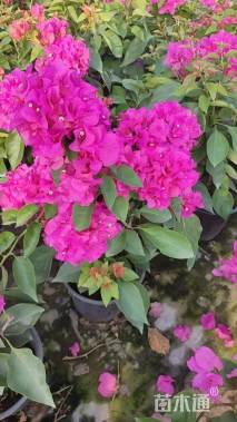高度60厘米杜鹃