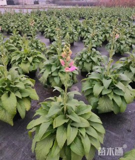 高度50厘米毛地黄