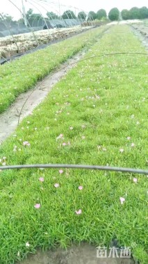 高度15厘米欧石竹