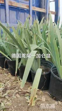 高度15厘米德国鸢尾