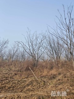 75公分丛生朴树