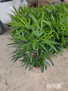 裸干高60厘米棕竹