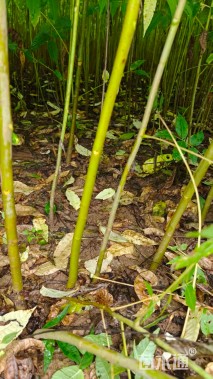 高度70厘米香椿小苗