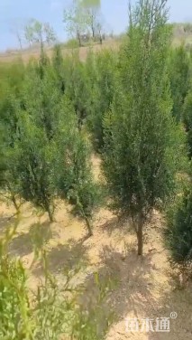 高度100厘米侧柏