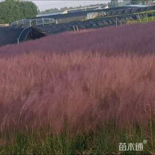 高度20厘米粉黛乱子草