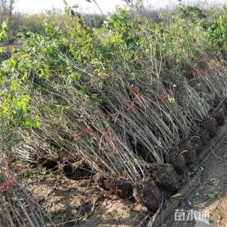 高度250厘米丛生金银木