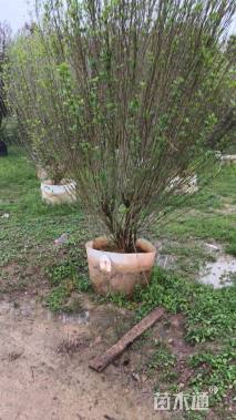 高度200厘米丛生木槿