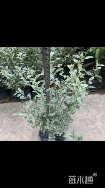 高度35厘米银姬小蜡