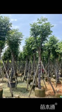 14公分复羽叶栾树