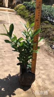 高度25厘米小叶龙船花