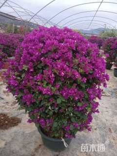 高度80厘米三角梅