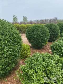 冠幅90厘米小叶女贞球