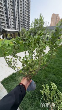 高度80厘米卫矛