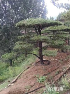 20公分造型油松