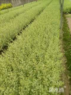 高度40厘米银姬小蜡