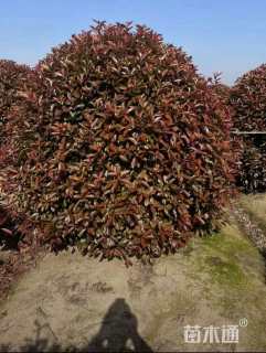 冠幅200厘米红叶石楠球
