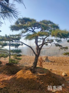 造型松
