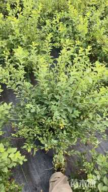 高度30厘米菱叶绣线菊