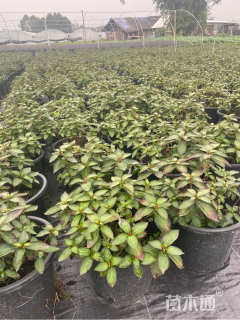 高度30厘米八仙花