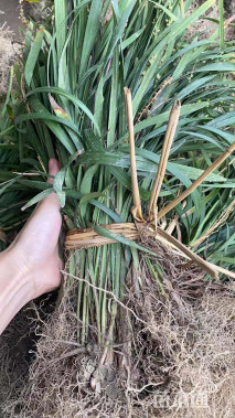 高度25厘米兰花三七草