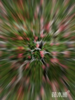 高度20厘米耧斗菜