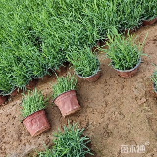 高度20厘米地被石竹