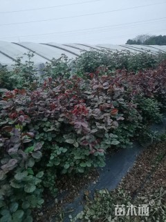 高度50厘米大花月季