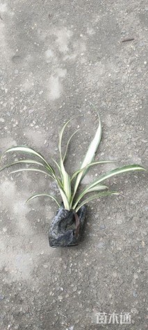 高度10厘米金心吊兰