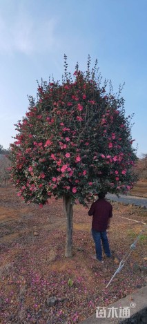 高度8厘米茶树