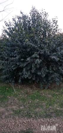 高度400厘米丛生大叶女贞