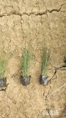 高度80厘米粉黛乱子草