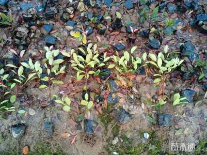 0.1公分红叶石楠