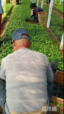 高度20厘米肾叶堇