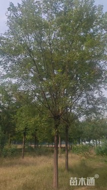 22公分速生国槐