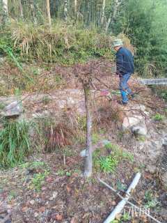 高度130厘米羽毛枫